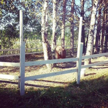 Swinghill's Winnie The Pooh pihapiirin aitauksessa kesällä 2014