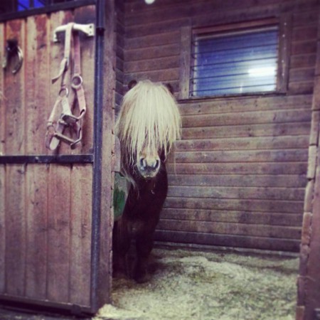 Swinghill's Winnie The Pooh