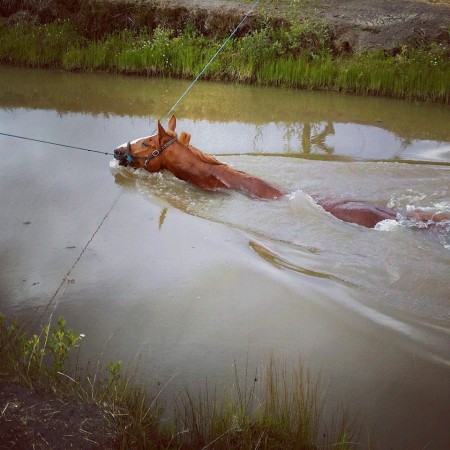Hayseed uimatreeniä kesällä 2014