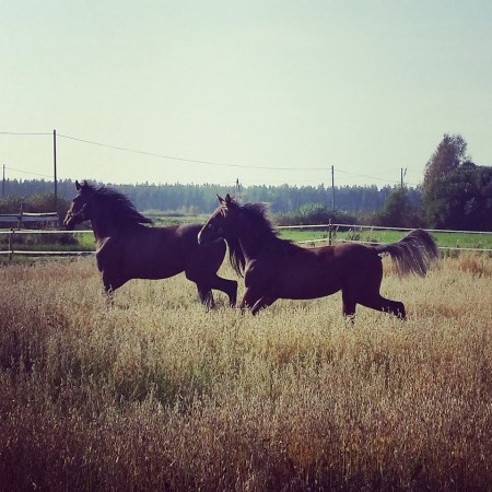 Lion Wind Vane ja Hide Snow White kesälaitumelta kotiinpaluu syksyllä 2014