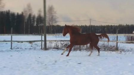 Hayseed marraskuussa 2014