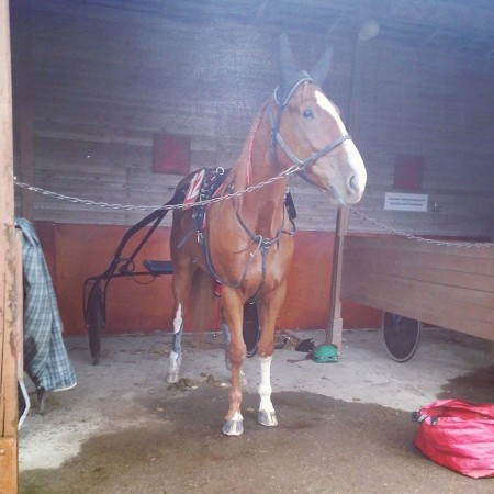 Hayseed Kaustisella lokakuu 2014 / lähtölaukan hidastamana maalissa viides, 19,6aly