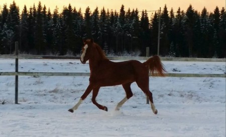 Hayseed marraskuussa 2014