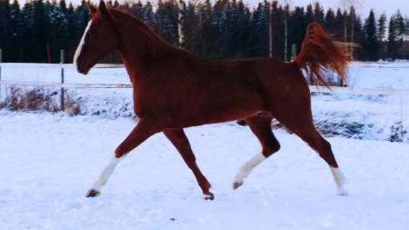 Hayseed marraskuussa 2014