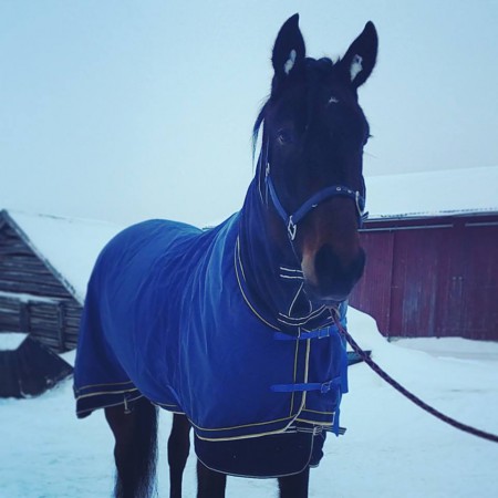 Blanket Slipper lähdössä hiittiraveihin helmikuussa 2015